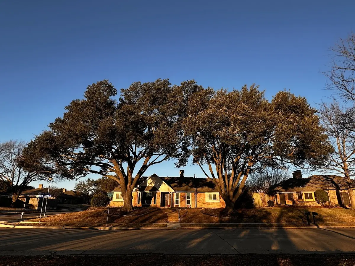 Established residential canopy tree shading a home in Mingo Junction